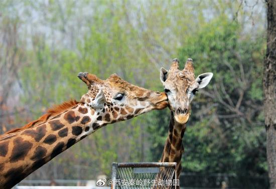 长颈鹿亲密瞬间 西安秦岭野生动物园 图
